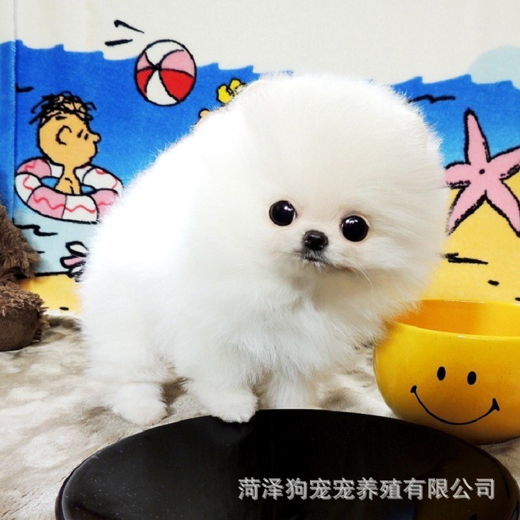 種博美犬幼犬 活體 茶杯犬 袖珍犬 小型家庭伴侶犬 寵物狗