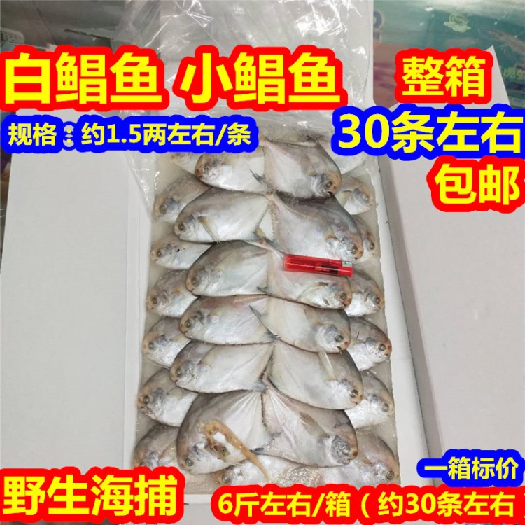 東海野生白鯧魚小鯧魚平魚銀鯧魚鳊魚海魚新鮮海鮮燒烤魚