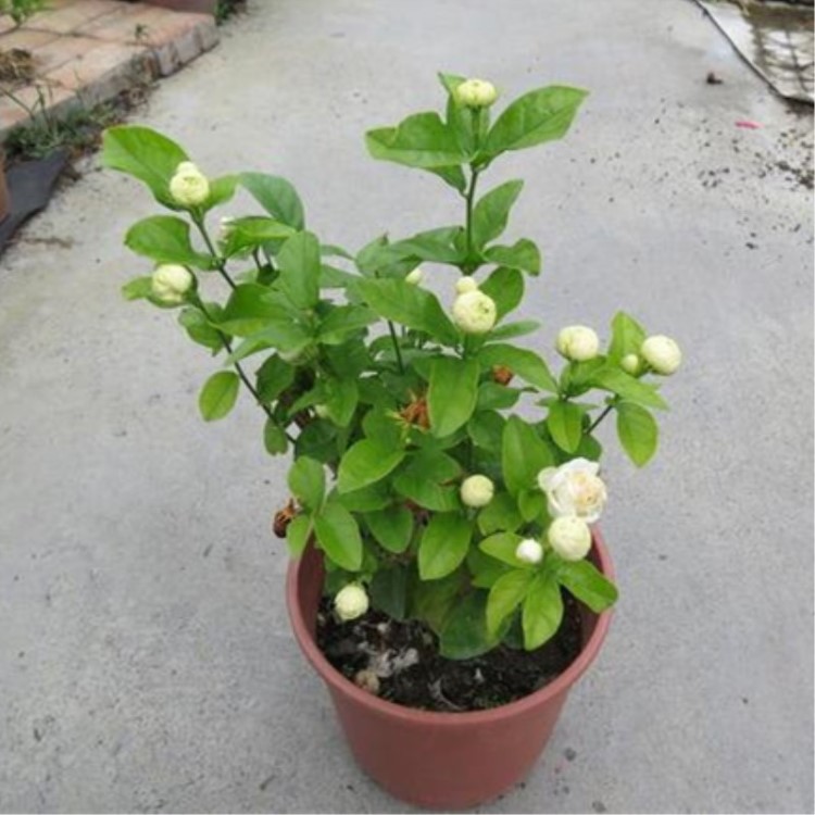 虎頭茉莉批發(fā)茉莉花卉盆栽辦公室綠植帶花發(fā)貨室內(nèi)外桌面重瓣花苗