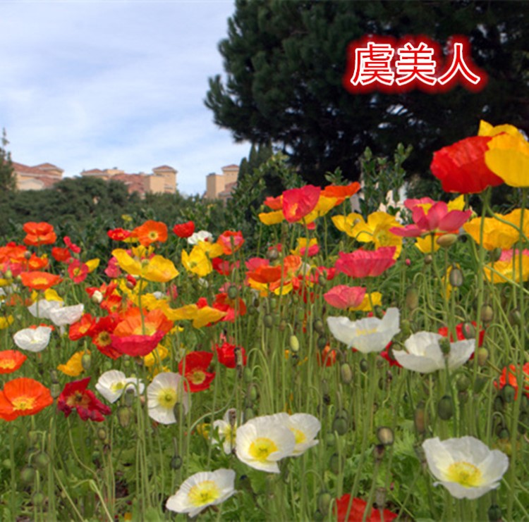 批發(fā)觀賞花卉種子 冰島虞美人種子 澳大利亞自封袋50粒左右