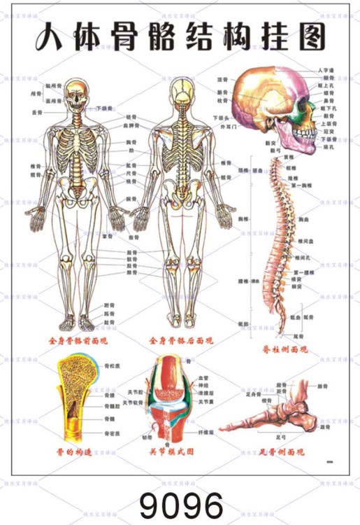 覆膜防水人體骨骼穴位掛圖內(nèi)臟功能圖解刮痧器官穴位掛圖批發(fā)