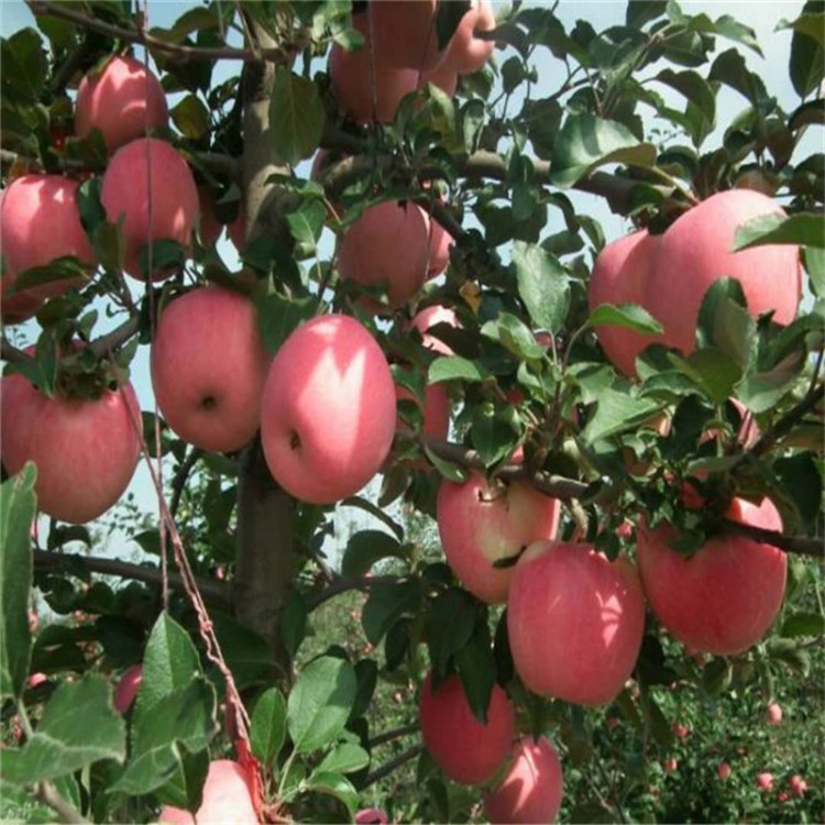 山東紅富士蘋果苗批發(fā)  大量銷售嫁接蘋果樹苗 當(dāng)年蘋果苗種植