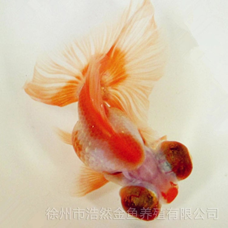 基地供貨 觀賞魚 紅白蝶尾金魚 淡水養(yǎng)殖 量大從優(yōu)【圖】