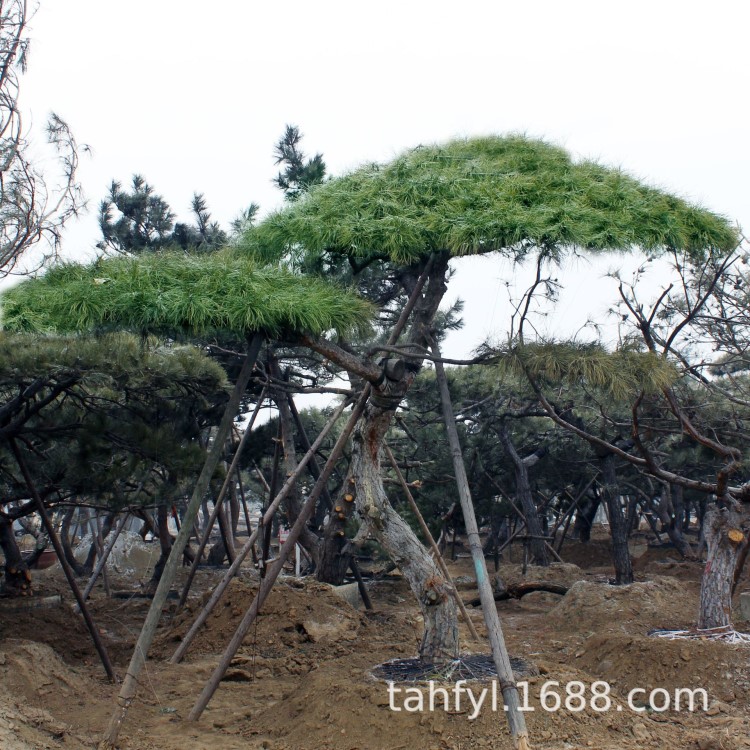 現(xiàn)貨供應(yīng)泰山迎客松 造型黑松 油松 行道樹品種