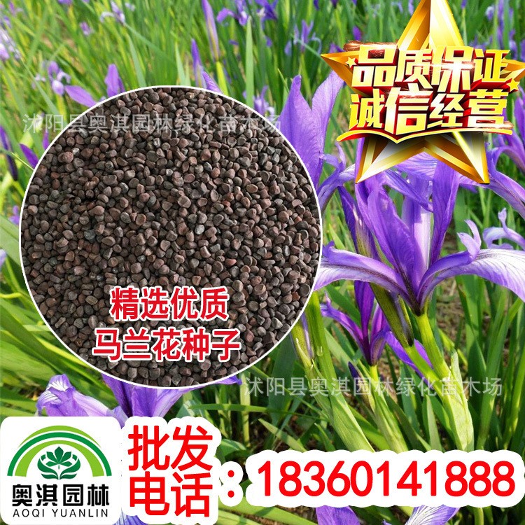 公司批發馬藺種子 馬蓮種子 馬蓮花種子 馬蘭花種子 包發芽 到付