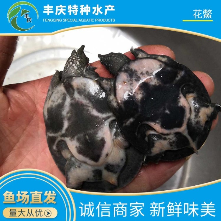 廠家直銷 精品花鱉苗甲魚苗 外塘花鱉 生態(tài)花鱉 仿野生花鱉養(yǎng)殖