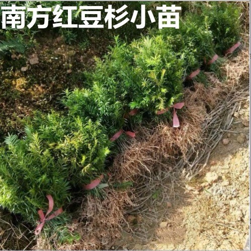 红豆杉树苗曼地亚南方小苗室内盆栽庭院地载耐寒四季常青净化空气