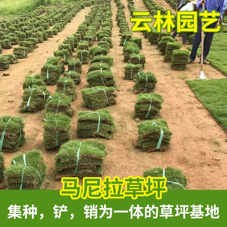 草坪馬尼拉廠家批發(fā) 高爾夫綠化工程溝葉結(jié)縷草皮馬尼拉草皮基地