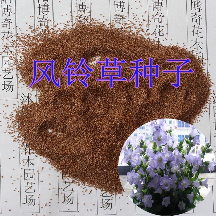 花卉種子 四季播花種子風玲花 風鈴草 易種花籽 花草種子