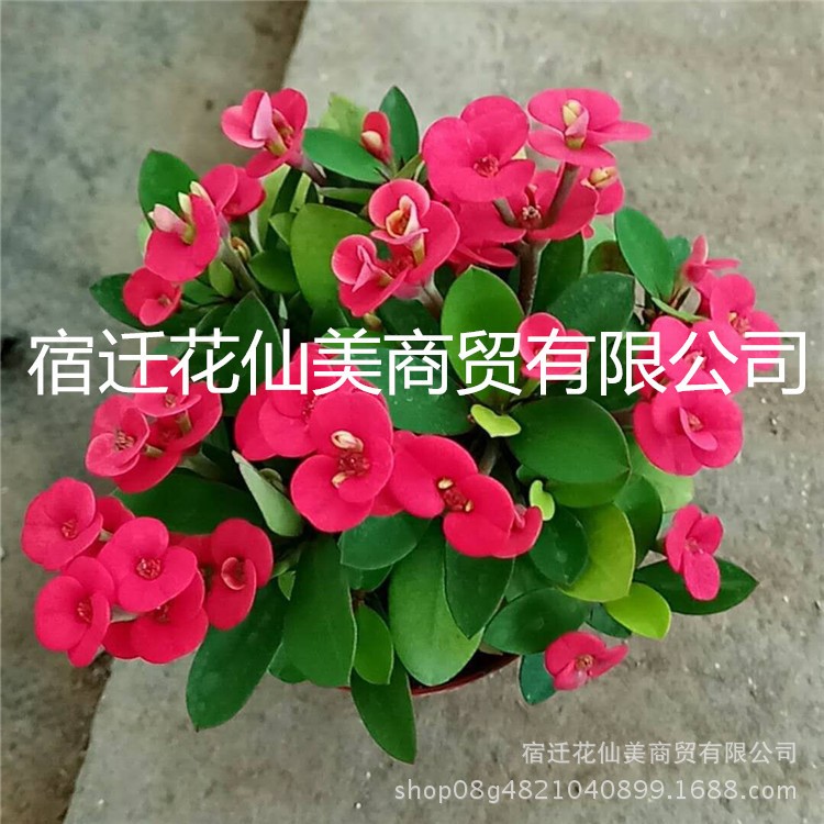 虎刺梅 鐵海棠 麒麟花綠植盆栽花卉陽臺(tái)庭院四季開花植物鮮花批發(fā)