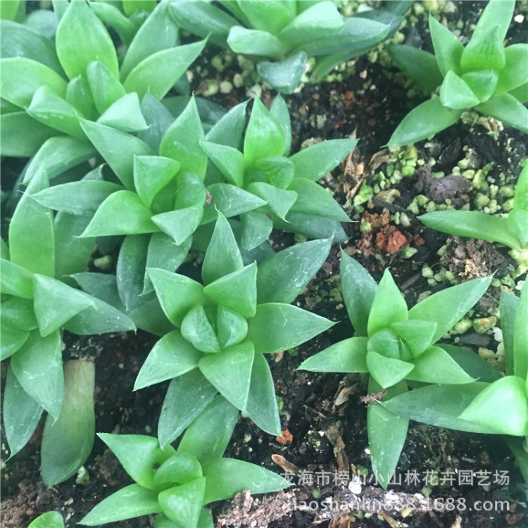 百合科大號寶草玉露批發(fā) 十二卷屬多肉植物12桌面綠植超低價處理