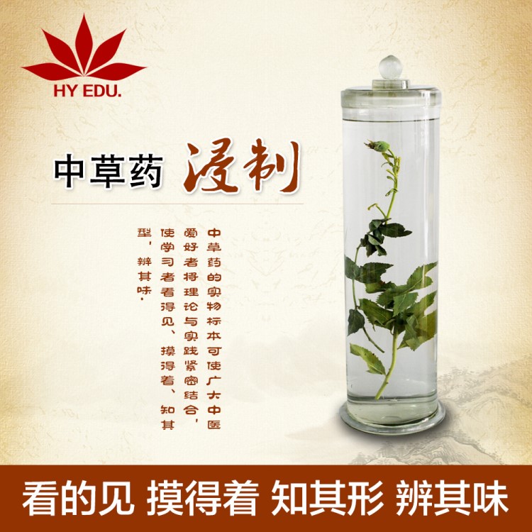 中草藥植物浸制標本 玻璃瓶裝中藥標本保色持久標本漂亮 中藥標本