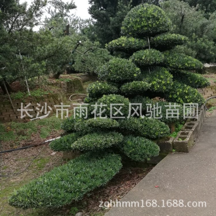 批發(fā)供應(yīng)適合貴州云南浙江等園林種植的工程綠化植物造型羅漢松