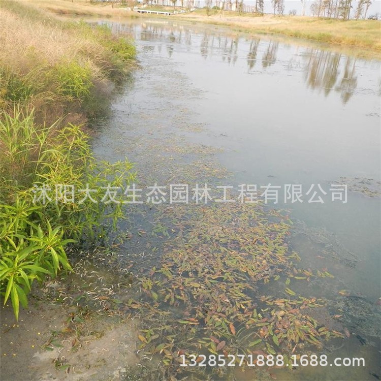 基地直銷 沉水植物 水生植物 浮葉眼子菜 西藏眼子菜承包種植養護