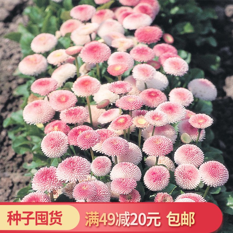 虹越花卉種子雛菊羽衣甘藍(lán)風(fēng)鈴草虞勿忘我美人金盞菊蒲包等秋播