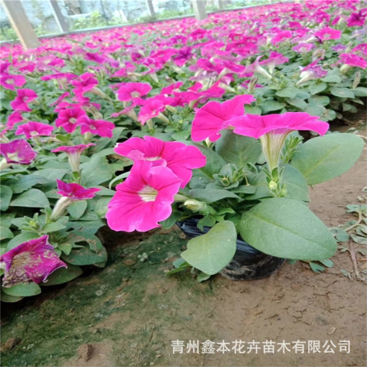 青州矮牽牛小花批發(fā)垂吊牽牛種植基地小區(qū)綠化項(xiàng)目承接時(shí)令草花