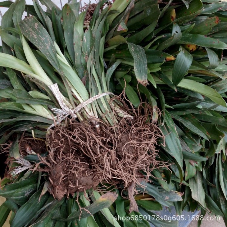 綠葉萬年青 苗圃直銷 基地批發(fā)價(jià)格 多年生宿根草本植物 地栽