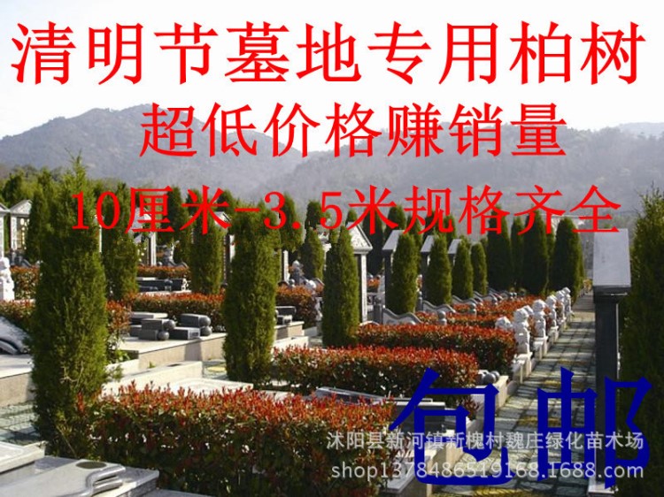 墓地專用松柏樹批發 蜀儈 塔柏 塔松 松樹 清明松