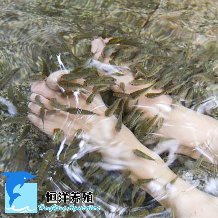 創(chuàng)業(yè) 批發(fā)特種養(yǎng)殖魚苗土耳其親親魚 溫泉魚 足療魚苗 黑色親親魚