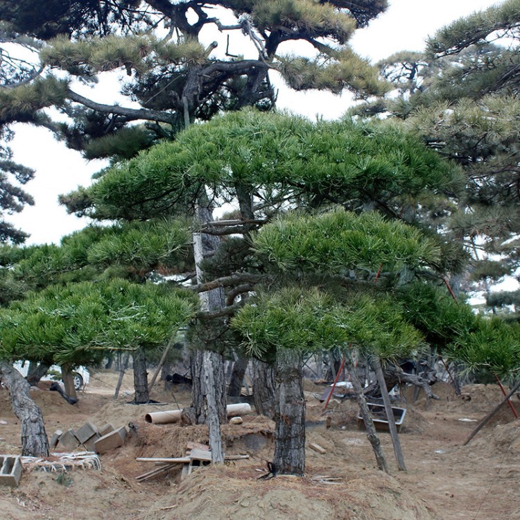 園林綠化景觀松 工程庭院栽種造型松 山東造型油松價(jià)格