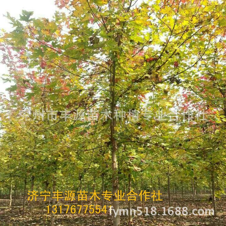 出售美國紅楓秋火焰美國紅楓小苗批發規格