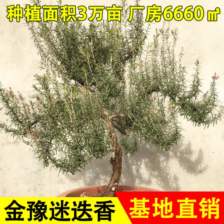 種植基地直供大葉直立迷迭香 家用迷迭香盆栽 普通易活迷迭香種苗