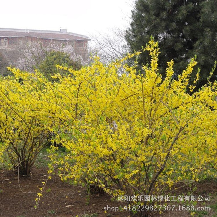 綠化基地直銷 連翹 黃老虎小苗 東北連翹  多分枝連翹