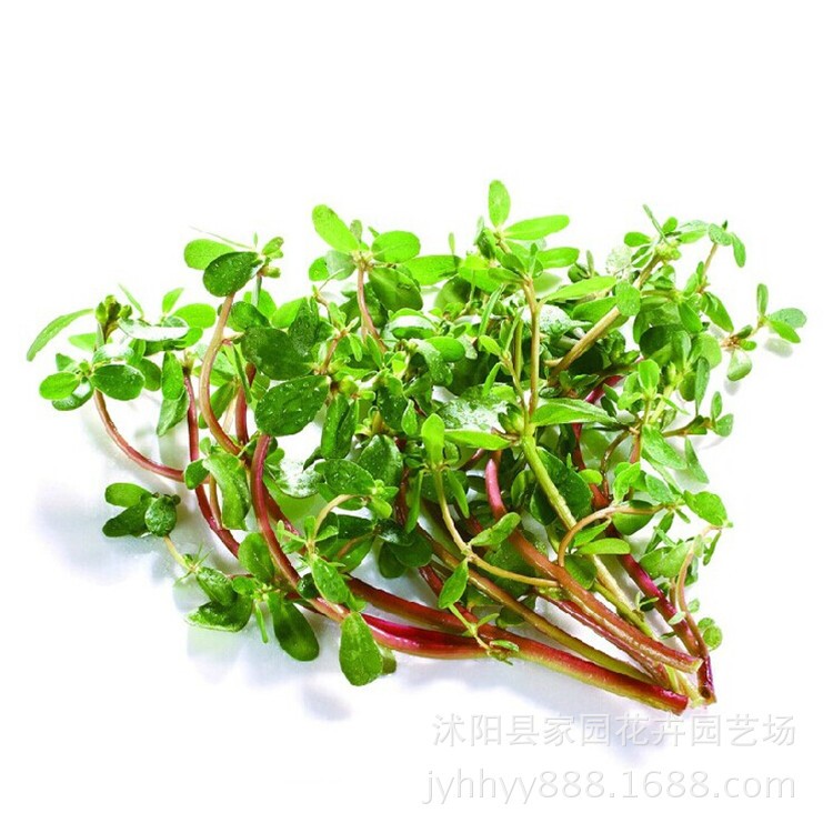 野菜蔬菜種子 馬齒莧種子 長命菜五行菜清熱涼血消腫100粒/袋