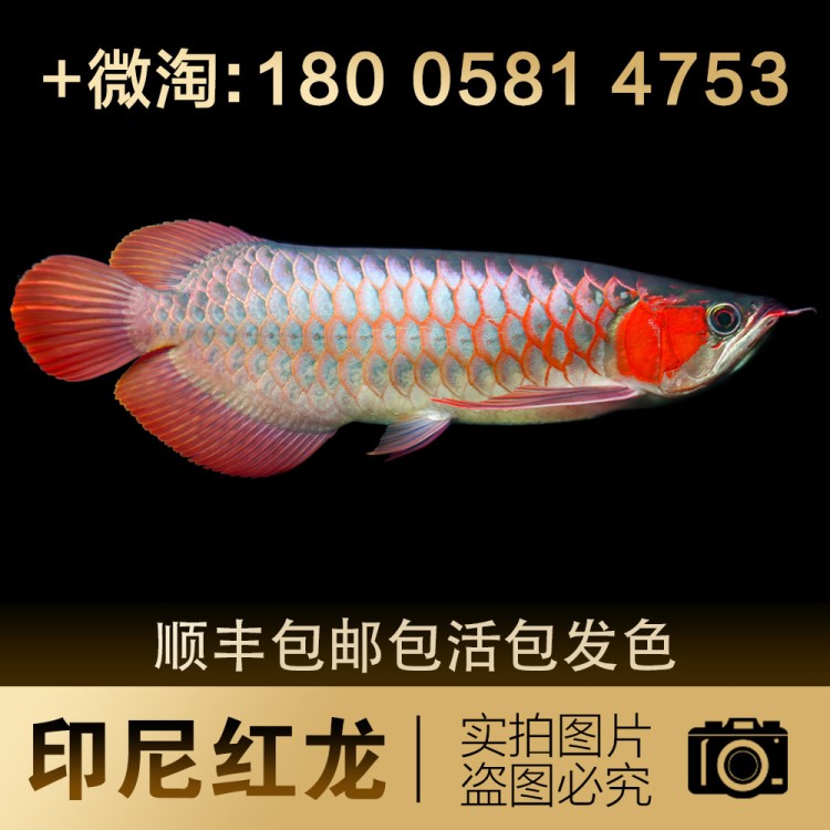 種印尼超血紅龍戰(zhàn)車紫艷辣椒紅龍魚(yú)活體過(guò)背金龍魚(yú)活體魚(yú)龍魚(yú)苗