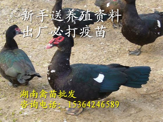 鴨苗批發(fā) 洋鴨批發(fā)種旱鴨子 大黑番鴨苗 生態(tài)養(yǎng)殖 活體包郵