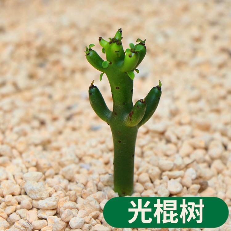 多肉植物 光棍樹 又名綠玉樹 盆栽綠植花卉盆花組合多肉盆景