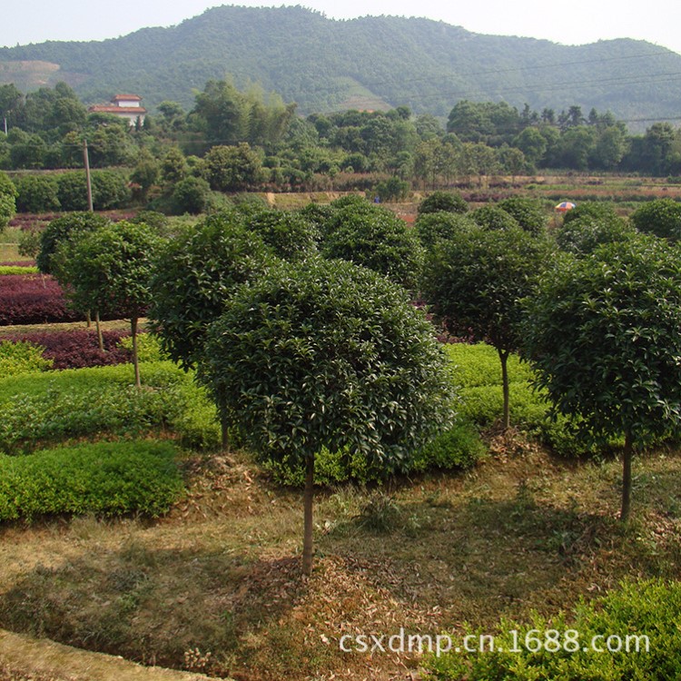 求購(gòu)丹桂 （單）桂花樹(shù)3公分桂花名貴品種 紅桂花基地