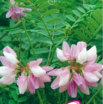 多年生豆科植物護坡草花 小冠花 沙打旺， 胡枝子等灌木常年批發(fā)