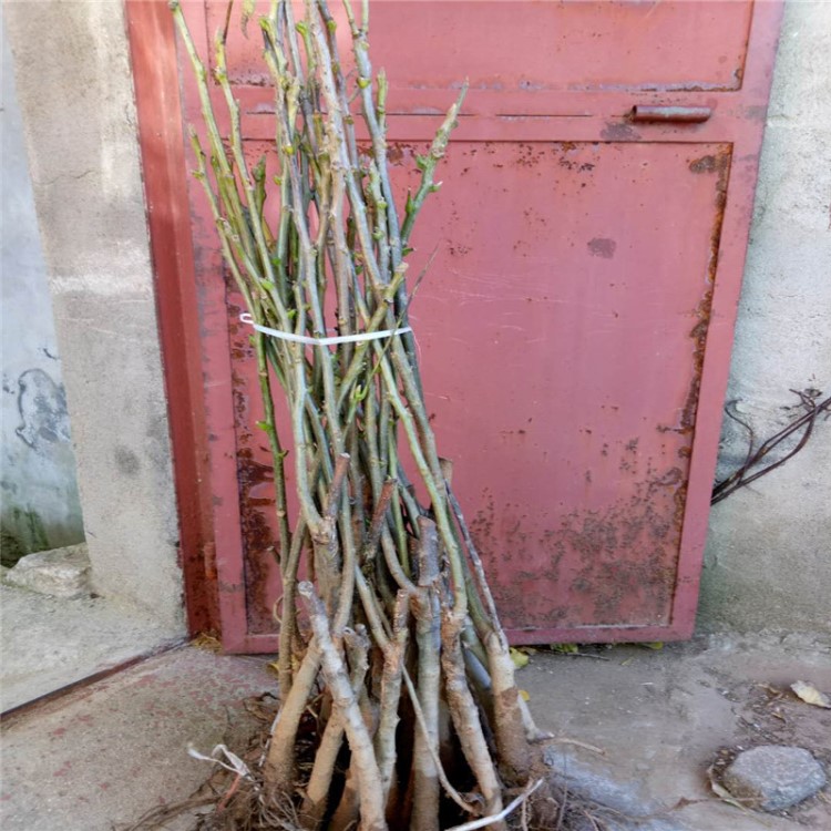 一年生的核桃苗 當年結果的核桃樹苗種植基地 嫁接的薄皮核桃苗