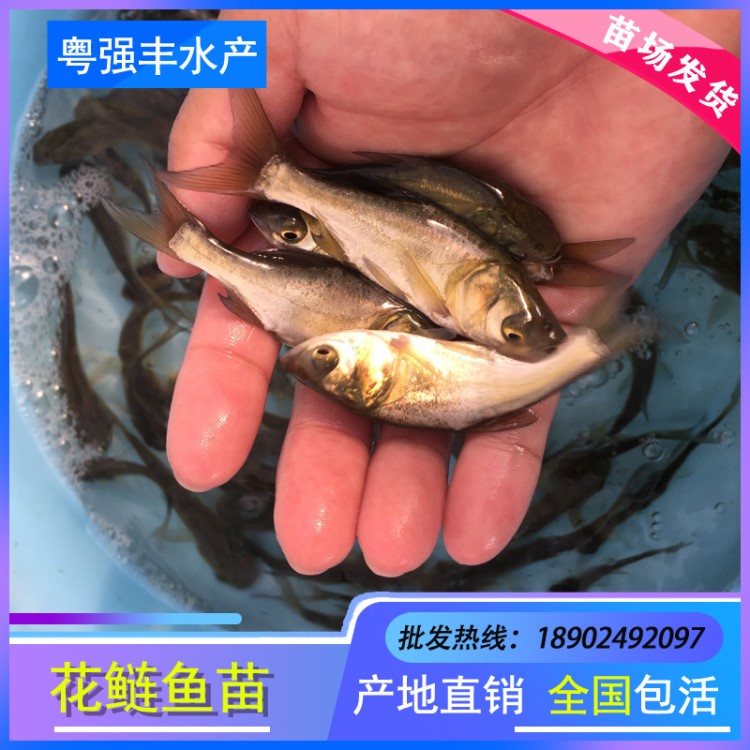 苗場(chǎng)直供花白鰱魚苗花鰱魚苗 大頭魚苗 胖頭魚苗淡水養(yǎng)殖活體魚苗