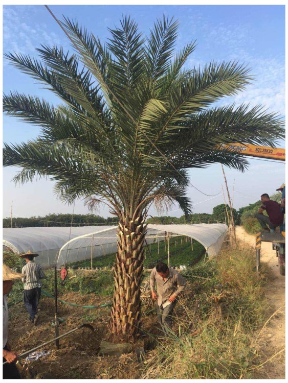 万亩中东海枣报价银海藻1米2米3米4米处理