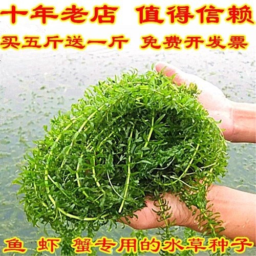 草鱼畜牧养鱼种籽鱼吃的鱼塘四季草种养殖水草鱼草牧草喂鱼多年生