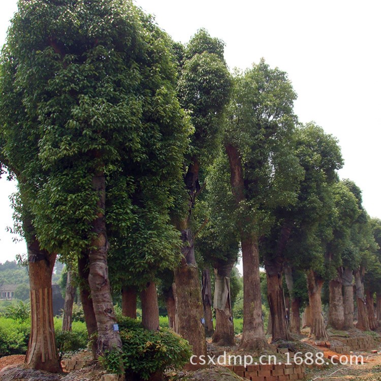 湖南香樟樹基地 新15公分香樟價(jià)格香樟種植技術(shù) 自產(chǎn)自銷成活高