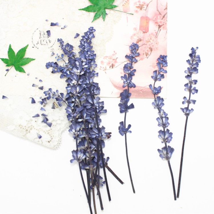 鼠尾草壓花標(biāo)本兒童干花DIY相框書(shū)簽美妝薰衣草手工香皂蠟燭材料