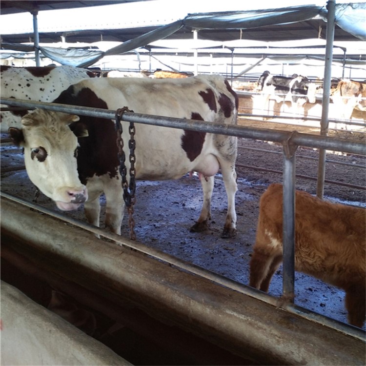 长期自繁自养西门塔尔牛 鲁西黄牛牛犊 肉牛 杂交黄牛 出肉率高