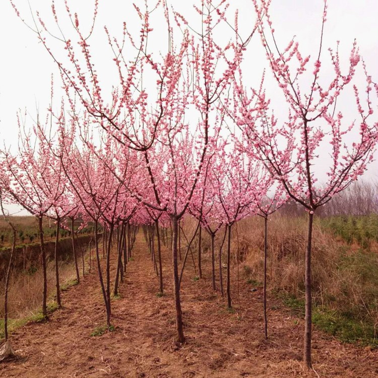 供應(yīng)陜西名貴風(fēng)景樹紅梅 農(nóng)戶批發(fā)各類杏梅/骨里紅梅價格