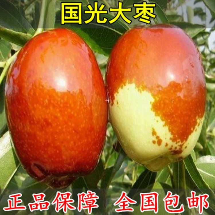 批發果樹苗 國光大棗樹苗易成活豐產冬棗樹苗價格便宜