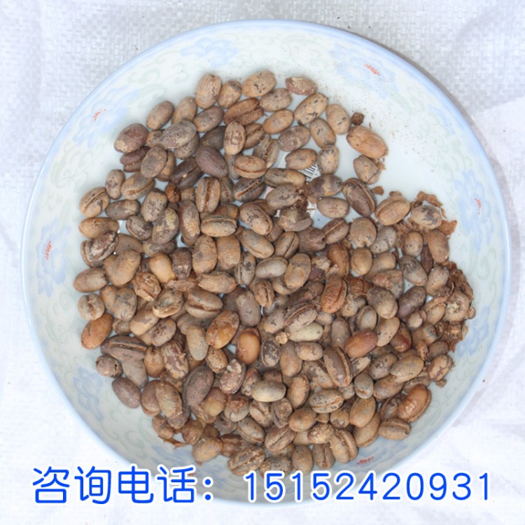 常绿植物种子加拿利海枣种子耐热耐寒海藻种子基地发货