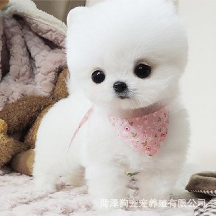 出售种精品小型博美幼犬 小型博美俊介犬价格 茶杯犬 全国包邮