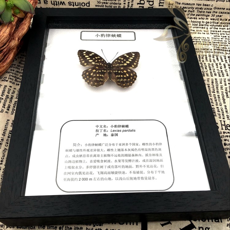 蝶語 學(xué)生科普教育蝴蝶裝框小律豹蛺蝶真昆蟲蝴蝶標(biāo)本布展裝飾