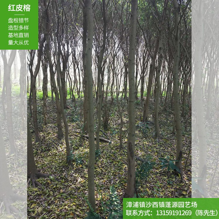 紅皮榕 基地直銷價格低廉 規(guī)格 款式多工程綠化苗 蓬源園藝場