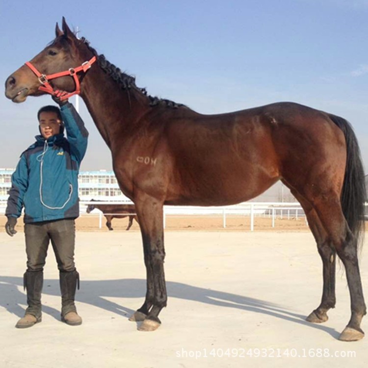 貴州貴陽養(yǎng)殖場 血馬 阿拉伯馬 伊犁馬等 種阿拉伯馬銷售