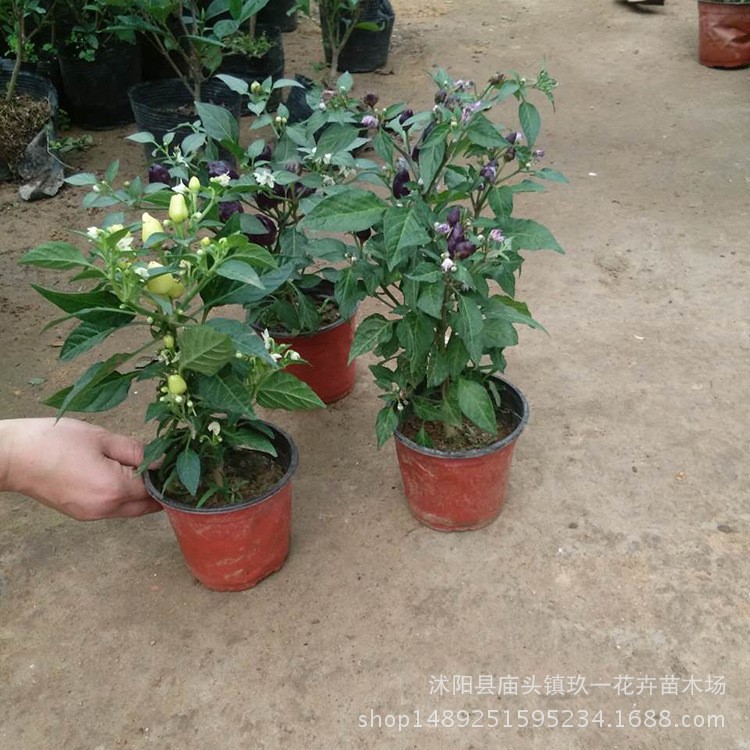 批發五彩椒盆栽 變色椒五色辣椒五彩觀賞椒 可食用觀賞 五彩椒苗
