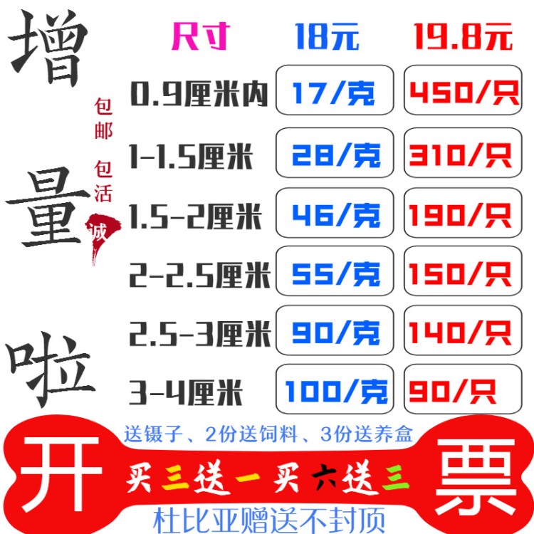MAZURI杜比亞蟑螂活體幼體亞成各種規格 蜥蜴鬃獅龍魚變色龍 飼料