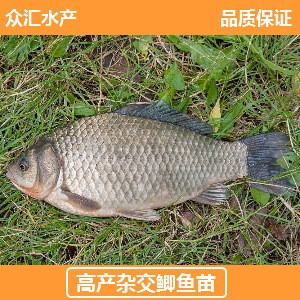 大量批發(fā) 雜交鯽魚苗 豐產(chǎn)鯽 中科3號 湘云鯽魚苗